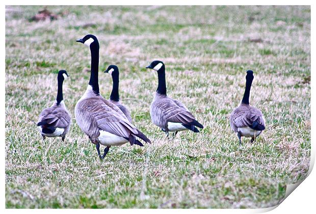 Canada Geese Print by Irina Walker