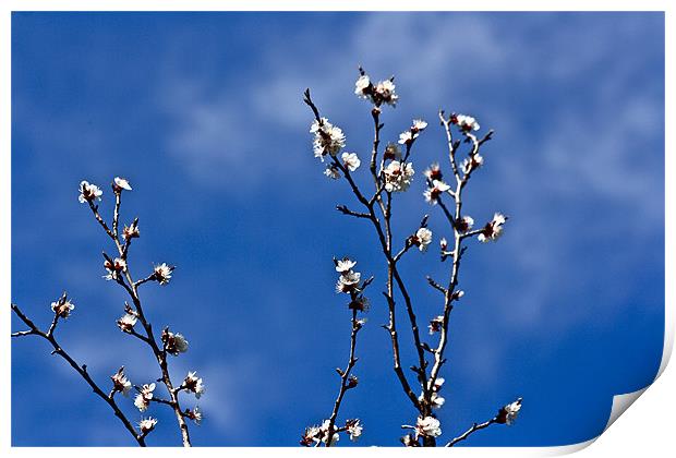 Apricot Blossoms Print by Irina Walker