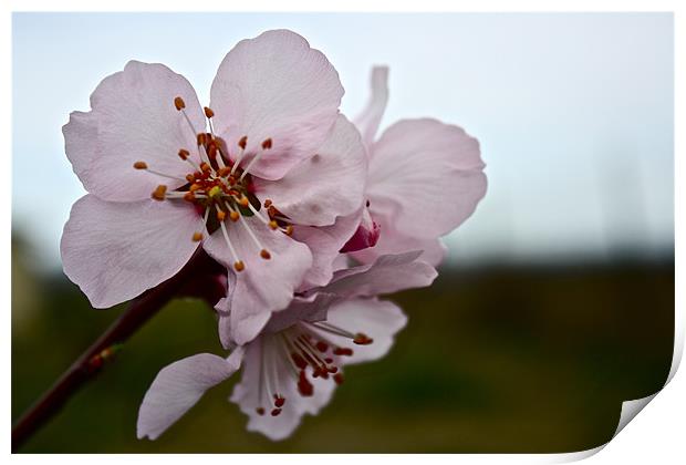 Almond Blossom Print by Irina Walker
