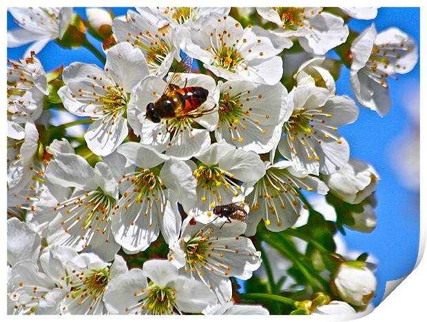 Cherry Blooms with Honey Bee Print by Irina Walker