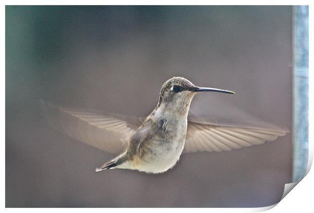 Female broad-tailed Hummingbird Print by Irina Walker