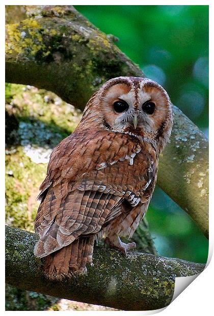 Tawny Owl Print by Ray Lewis