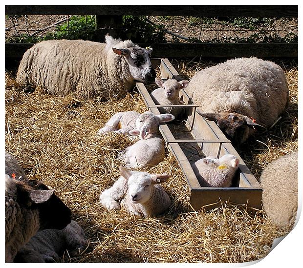 Lambing Time Print by Ray Lewis
