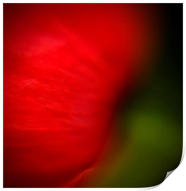 Abstract Poppy Print by Steven Shea
