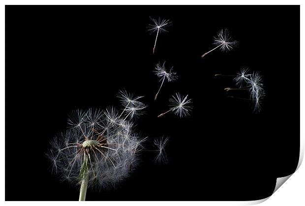 Dandelion Print by Pam Martin