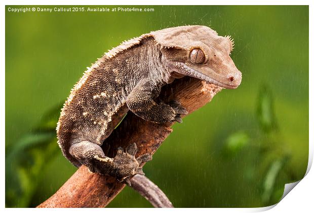 New Caledonian Crested Gecko Print by Danny Callcut