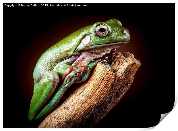 White's Tree Frog Print by Danny Callcut