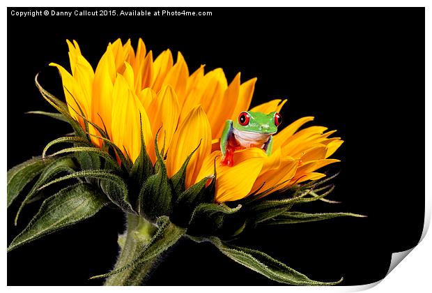 Red Eyed Tree Frog Print by Danny Callcut