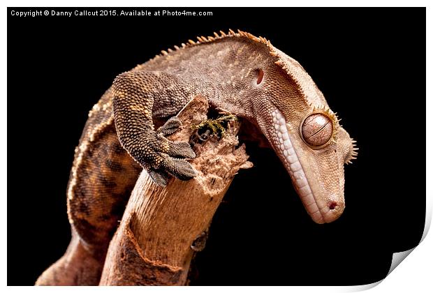New Caledonian Crested Gecko Print by Danny Callcut