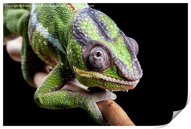 Panther Chameleon Print by Danny Callcut