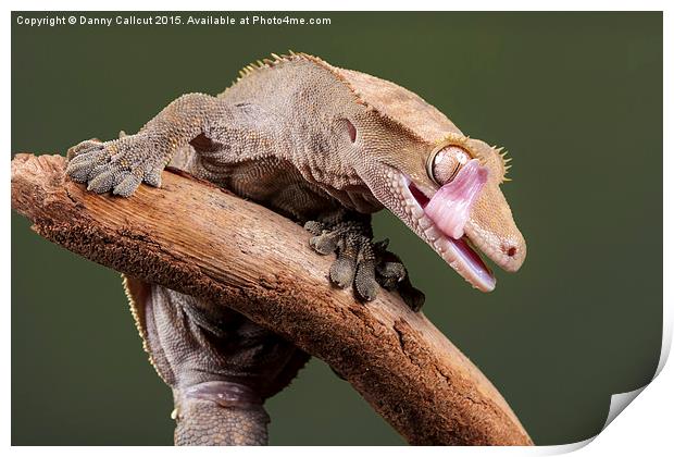  New Caledonian Crested Gecko Print by Danny Callcut