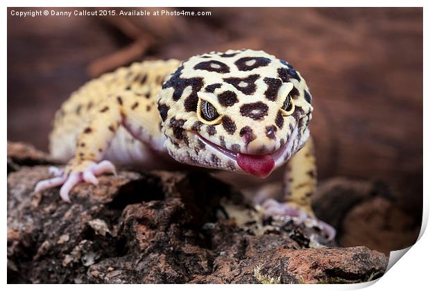 Leopard Gecko Print by Danny Callcut