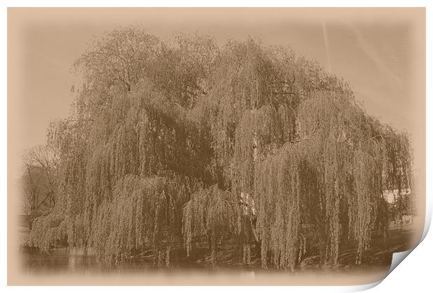 Antique willow Print by Ashley Paddon