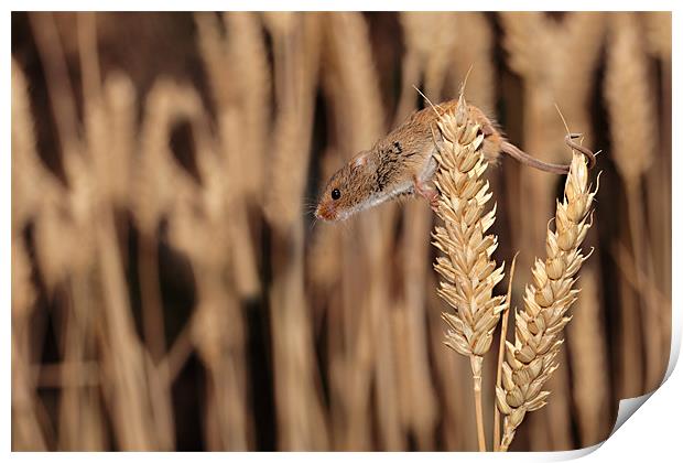 Harvest Mouse Print by David Blake