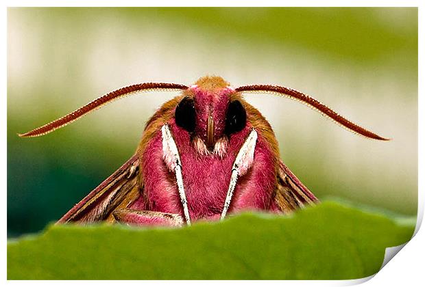 Elephant Hawk Moth Print by David Blake