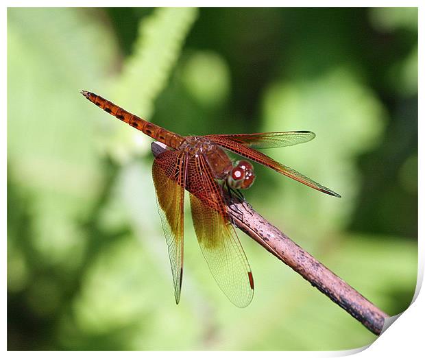 Red Dragon Fly Print by Bob Johnson