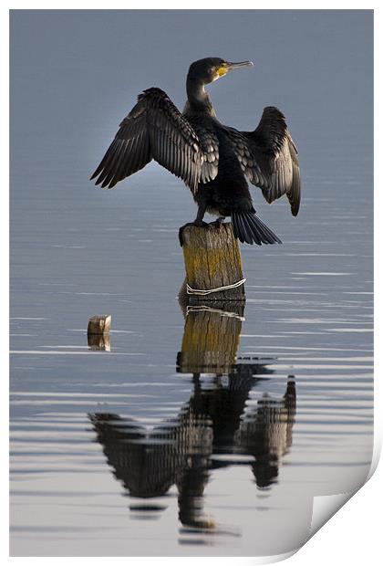 Cormorant Print by Brian Beckett