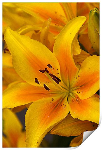 Lily Print by Brian Beckett