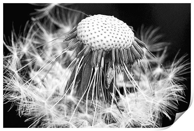 Dandelion-5 Print by Brian Beckett