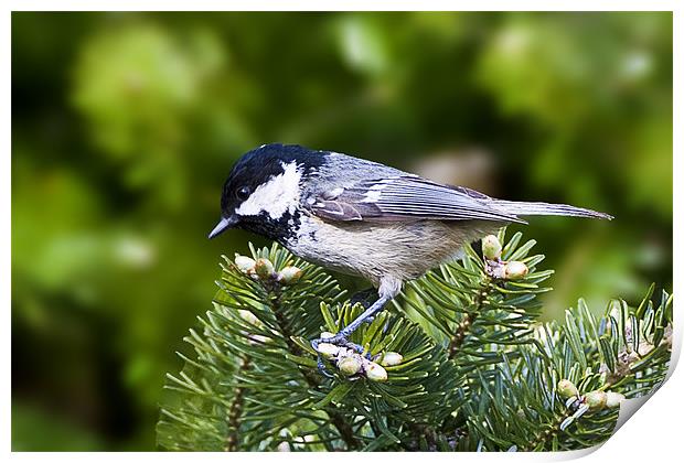 Coal Tit Print by Brian Beckett