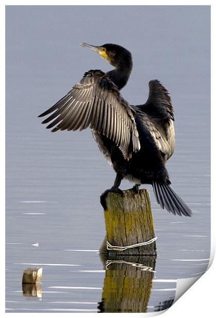 Cormorant Drying His Wing Feathers Print by Brian Beckett