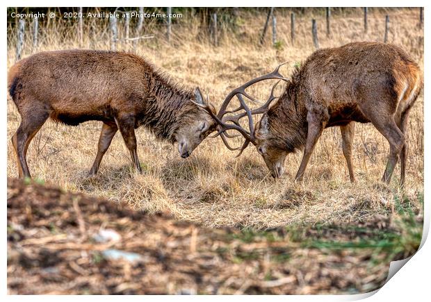 Rutting Stags Print by John Howie