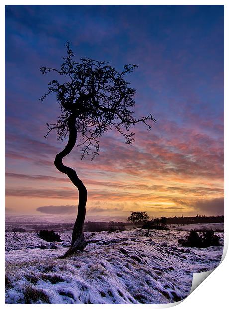 Crooked Tree Print by Paul Appleby