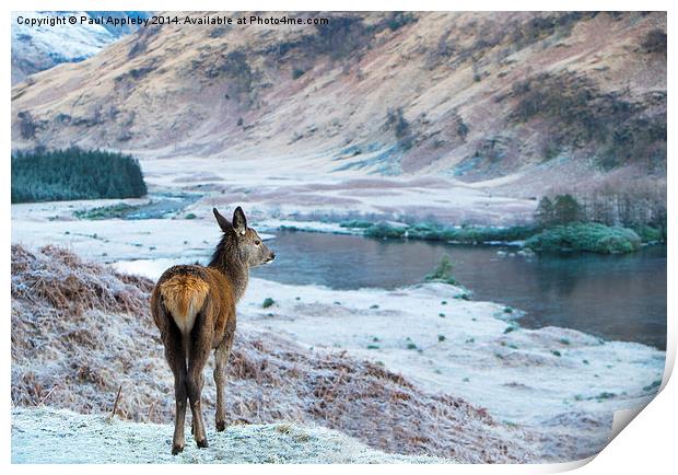  Glencoe Deer Print by Paul Appleby