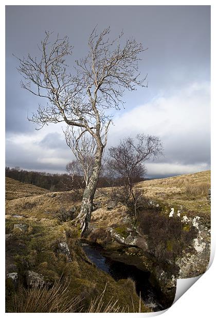 Tree by River Print by Karen Crawford