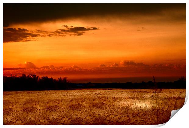 Fenland Evening Sunset Print by Terry Pearce