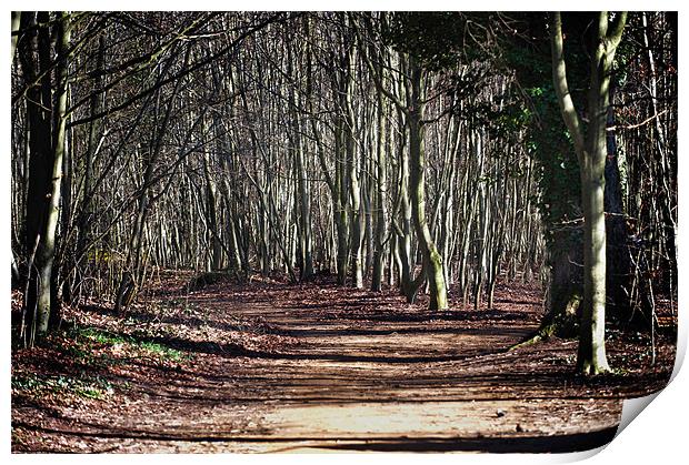 Ancient Wandlebury woodlands near cambridge Print by Terry Pearce