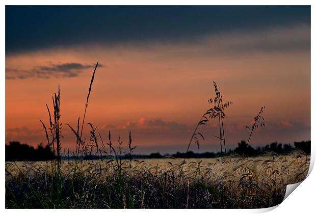 Fenland Evening Sunset Print by Terry Pearce
