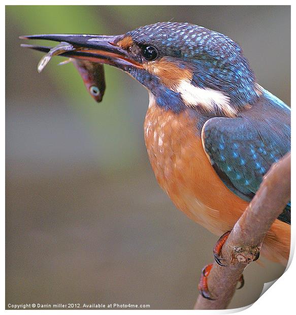 kingfisher and stickleback Print by Darrin miller