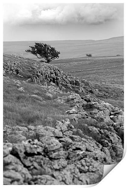 Lonely hawthorn Print by Craig Coleran