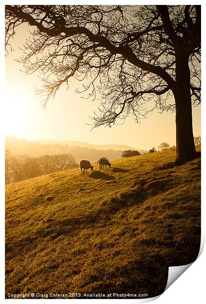 Sunrise grazing Print by Craig Coleran