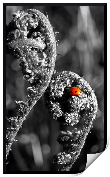 blushing ladybird Print by Craig Coleran