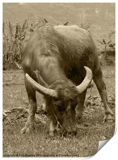 Water Buffalo Print by Paul Brighton