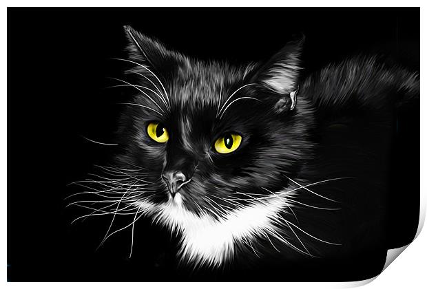 Domestic Black and White cat canvas print Print by Julie Hoddinott