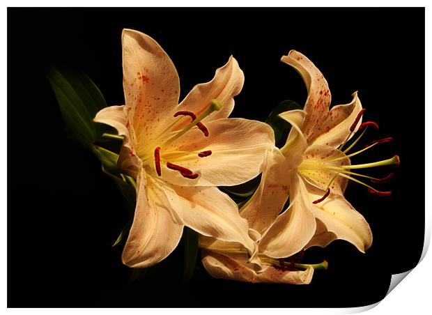 Star Lily Print by Julie Hoddinott