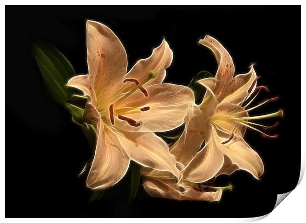 Star Lily Fractal Print by Julie Hoddinott