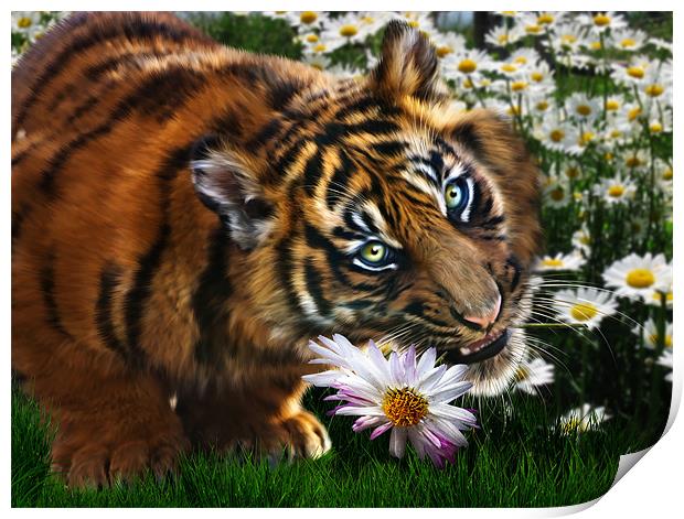 Tiger Flower Print by Julie Hoddinott