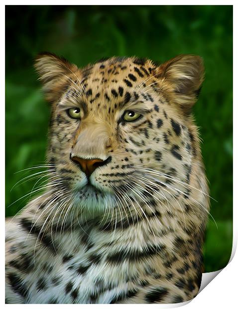 Amur Leopard Print by Julie Hoddinott
