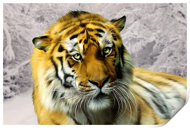 Sumatran Tiger in Snow Print by Julie Hoddinott