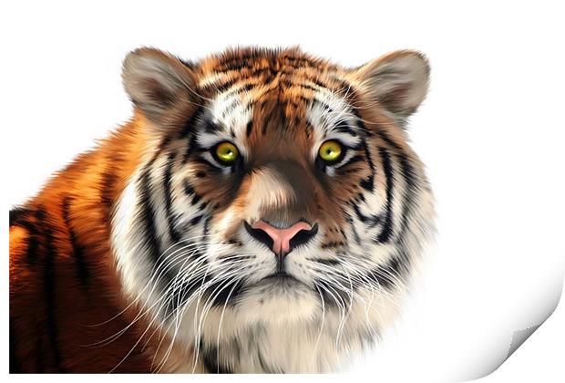 Siberian Tiger on White Print by Julie Hoddinott