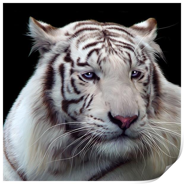 Royal Bengal White Tiger Print by Julie Hoddinott