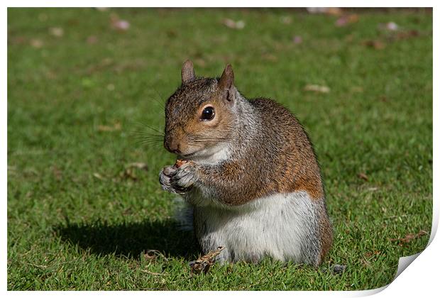 Grey Squirrel Print by Julie Hoddinott