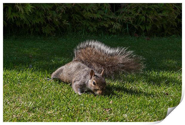 Stealthy Squirrel Print by Julie Hoddinott