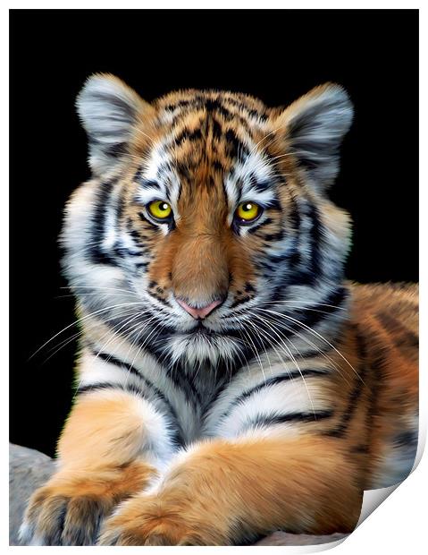 Sumatran Tiger Print by Julie Hoddinott