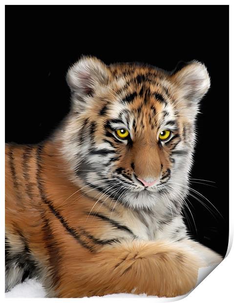 Amur Tiger Print by Julie Hoddinott