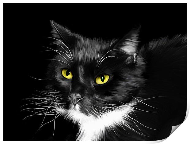 Sox - Domestic Black and White Cat Print by Julie Hoddinott